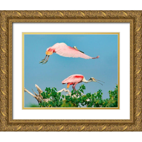 Roseate Spoonbills on nest-High Island-Texas USA Gold Ornate Wood Framed Art Print with Double Matting by Fitzharris, Tim