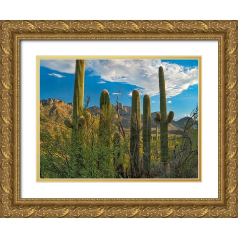 Saguaro Cacti and Santa Catalina Mountains at Catalina State Park-Arizona Gold Ornate Wood Framed Art Print with Double Matting by Fitzharris, Tim