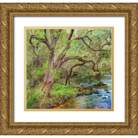 Harrison River State Park-Florida Gold Ornate Wood Framed Art Print with Double Matting by Fitzharris, Tim