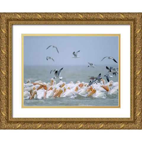 White Pelicans and Laughing Gulls-Galveston-Texas Gold Ornate Wood Framed Art Print with Double Matting by Fitzharris, Tim