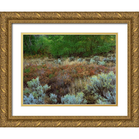 Challis National Forest Idaho Gold Ornate Wood Framed Art Print with Double Matting by Fitzharris, Tim