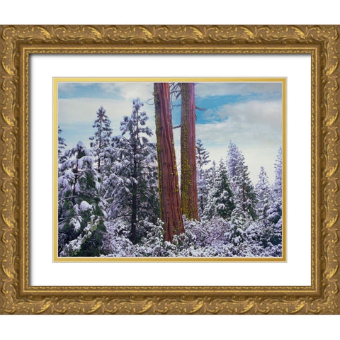 Sequoia Trees Mariposa Grove Yosemite National Park-California Gold Ornate Wood Framed Art Print with Double Matting by Fitzharris, Tim