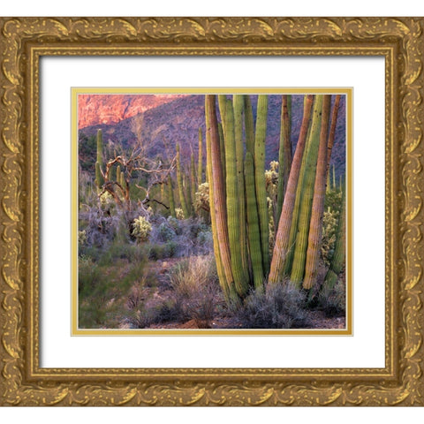 Organ Pipe Cactus National Monument-Arizona Gold Ornate Wood Framed Art Print with Double Matting by Fitzharris, Tim
