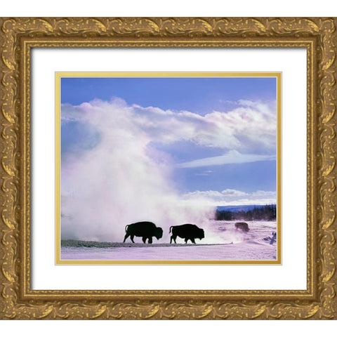 Bison at a Hot Spring-Yellowstone National Park-Wyoming Gold Ornate Wood Framed Art Print with Double Matting by Fitzharris, Tim