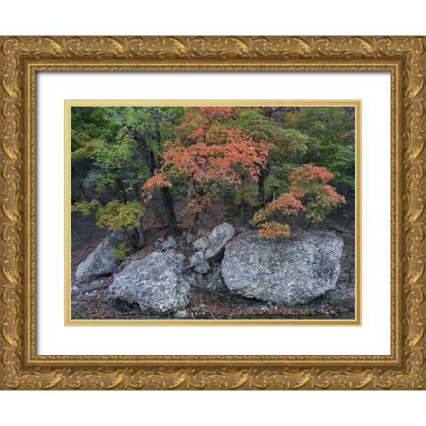 Maples in autumn-Lost Maples State Park-Texas Gold Ornate Wood Framed Art Print with Double Matting by Fitzharris, Tim