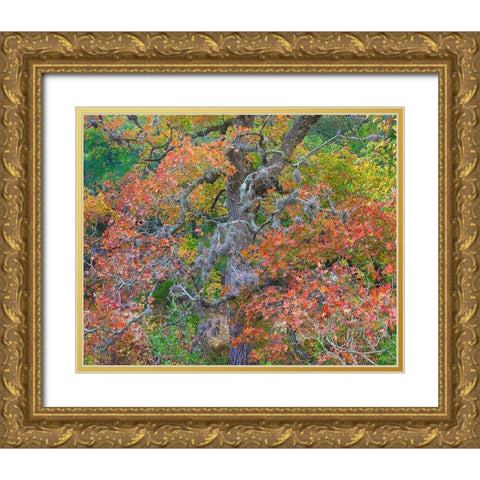 Maples in autumn-Lost Maples State Park-Texas Gold Ornate Wood Framed Art Print with Double Matting by Fitzharris, Tim