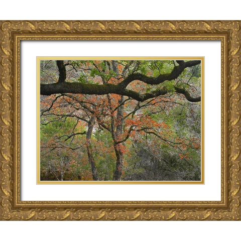 Lost Maples State Park-Texas Gold Ornate Wood Framed Art Print with Double Matting by Fitzharris, Tim