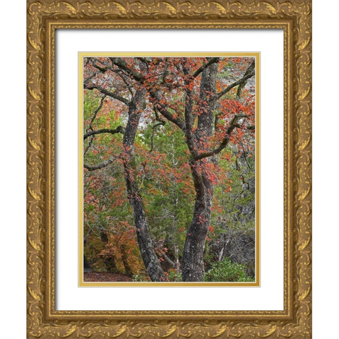 Maples in autumn-Lost Maples State Park-Texas Gold Ornate Wood Framed Art Print with Double Matting by Fitzharris, Tim
