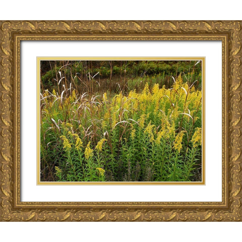 Goldenrods near DeQueen-Arkansas Gold Ornate Wood Framed Art Print with Double Matting by Fitzharris, Tim