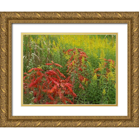 Sumac and goldenrods near DeQueen-Arkansas Gold Ornate Wood Framed Art Print with Double Matting by Fitzharris, Tim