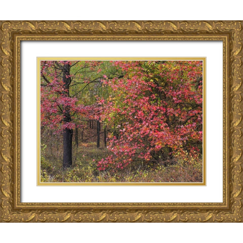 Sweetgum in autumn at Gillham Lake-Arkansas Gold Ornate Wood Framed Art Print with Double Matting by Fitzharris, Tim