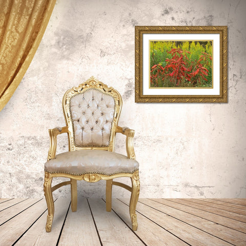 Sumac and Goldenrods near DeQueen-Arkansas Gold Ornate Wood Framed Art Print with Double Matting by Fitzharris, Tim