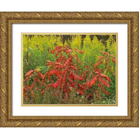 Sumac and Goldenrods near DeQueen-Arkansas Gold Ornate Wood Framed Art Print with Double Matting by Fitzharris, Tim