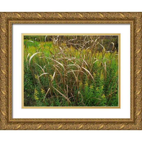 Goldenrods near DeQueen-Arkansas Gold Ornate Wood Framed Art Print with Double Matting by Fitzharris, Tim