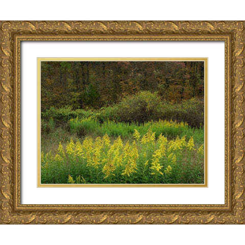 Goldenrods near DeQueen-Arkansas Gold Ornate Wood Framed Art Print with Double Matting by Fitzharris, Tim