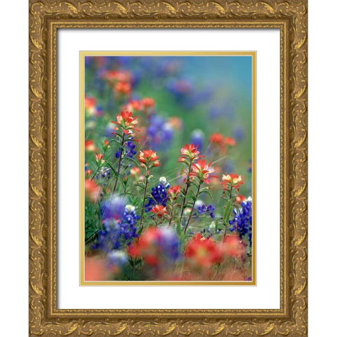 Texas Bluebonnets and Indian Paintbrushes-Hill Country-Texas Gold Ornate Wood Framed Art Print with Double Matting by Fitzharris, Tim