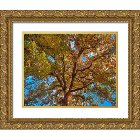 White Oak Tree Crown-Texas Gold Ornate Wood Framed Art Print with Double Matting by Fitzharris, Tim