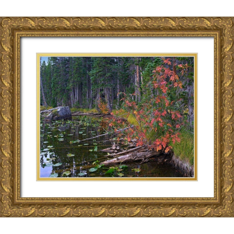 Nymph Lake-Rocky Mountain National Park-Colorado Gold Ornate Wood Framed Art Print with Double Matting by Fitzharris, Tim