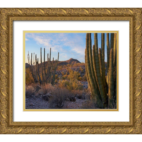 Ajo Mountains-Organ Pipe National Monument-Arizona Gold Ornate Wood Framed Art Print with Double Matting by Fitzharris, Tim