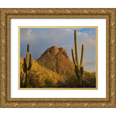 Tucson Mountains-Saguaro National Park-Arizona Gold Ornate Wood Framed Art Print with Double Matting by Fitzharris, Tim