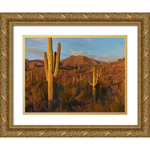 Tucson Mountains-Saguaro National Park-Arizona Gold Ornate Wood Framed Art Print with Double Matting by Fitzharris, Tim