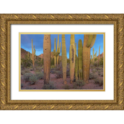 Tucson Mountains-Saguaro National Park-Arizona Gold Ornate Wood Framed Art Print with Double Matting by Fitzharris, Tim