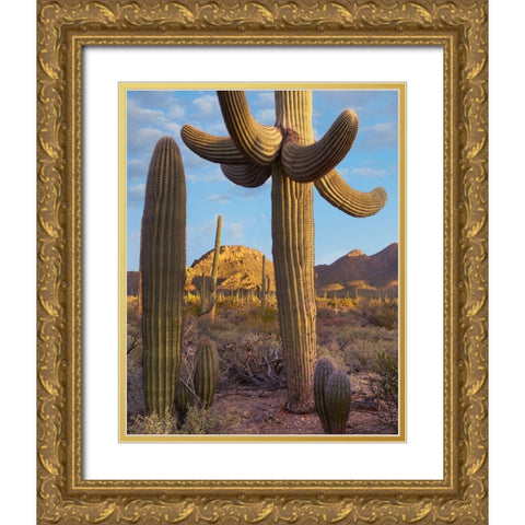 Tucson Mountains-Saguaro National Park-Arizona Gold Ornate Wood Framed Art Print with Double Matting by Fitzharris, Tim