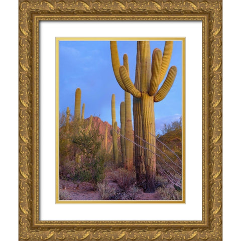 Tucson Mountains-Saguaro National Park-Arizona Gold Ornate Wood Framed Art Print with Double Matting by Fitzharris, Tim