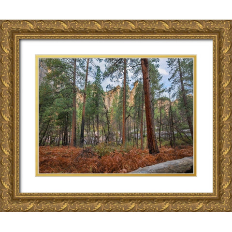 Coconino National Forest from West Fork Trail near Sedona-Arizona Gold Ornate Wood Framed Art Print with Double Matting by Fitzharris, Tim