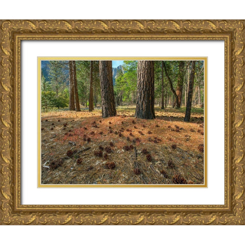 Pine Forest-Yosemite Valley-Yosemite National Park-California-USA Gold Ornate Wood Framed Art Print with Double Matting by Fitzharris, Tim