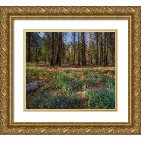 Lupine Meadow-Yosemite Valley-Yosemite National Park-California Gold Ornate Wood Framed Art Print with Double Matting by Fitzharris, Tim