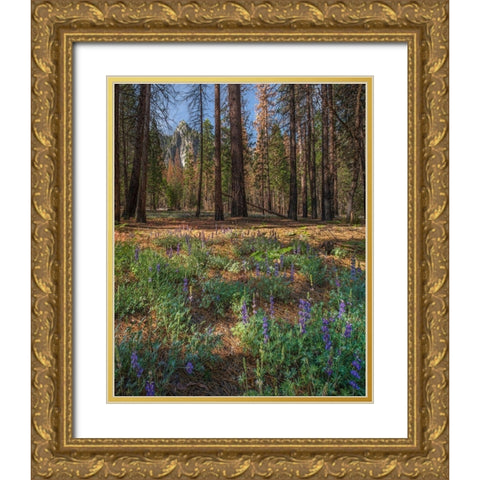 Lupine Meadow-Yosemite Valley-Yosemite National Park-California Gold Ornate Wood Framed Art Print with Double Matting by Fitzharris, Tim