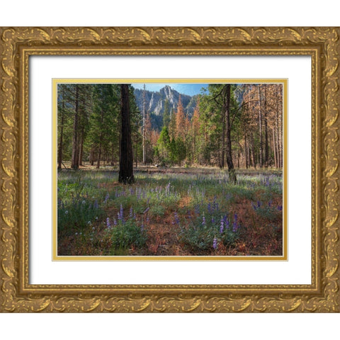 Lupine Meadow-Yosemite Valley-Yosemite National Park-California Gold Ornate Wood Framed Art Print with Double Matting by Fitzharris, Tim