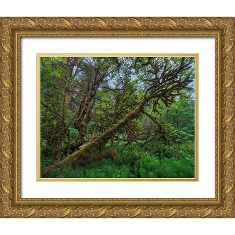 Mossy Big-leaf Maple-Redwood National Park-California-USA Gold Ornate Wood Framed Art Print with Double Matting by Fitzharris, Tim