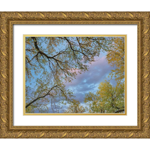Cottonwood canopy-Verde River-Arizona-USA Gold Ornate Wood Framed Art Print with Double Matting by Fitzharris, Tim