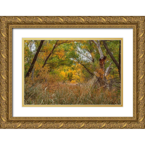 Verde River Valley-Dead Horse Ranch State Park-Arizona-USA Gold Ornate Wood Framed Art Print with Double Matting by Fitzharris, Tim