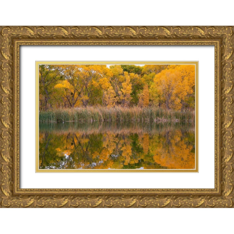 Lagoon Reflection-Dead Horse Ranch State Park-Arizona-USA Gold Ornate Wood Framed Art Print with Double Matting by Fitzharris, Tim