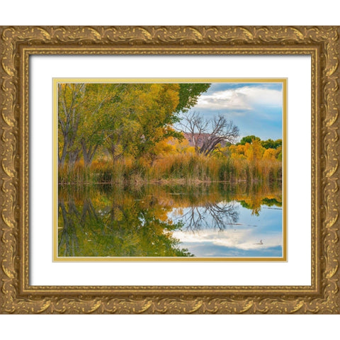 Lagoon Reflection-Dead Horse Ranch State Park-Arizona-USA Gold Ornate Wood Framed Art Print with Double Matting by Fitzharris, Tim