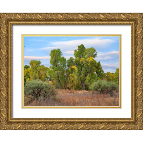 Riverine Forest-Dead Horse Ranch State Park-Arizona Gold Ornate Wood Framed Art Print with Double Matting by Fitzharris, Tim