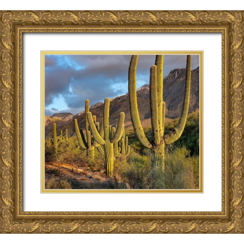 Santa Catlina Mountains-Catalina State Park-Arizona-USA Gold Ornate Wood Framed Art Print with Double Matting by Fitzharris, Tim