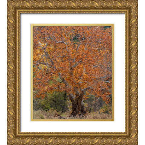 Sycamore Tree-East Verde River-Arizona-USA Gold Ornate Wood Framed Art Print with Double Matting by Fitzharris, Tim