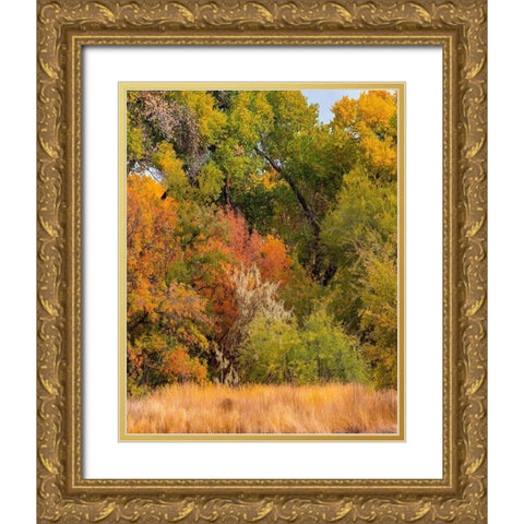 Verde River Valley near Camp Verde-Arizona-USA Gold Ornate Wood Framed Art Print with Double Matting by Fitzharris, Tim