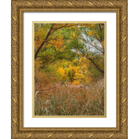 Verde River near Camp Verde-Arizona-USA Gold Ornate Wood Framed Art Print with Double Matting by Fitzharris, Tim