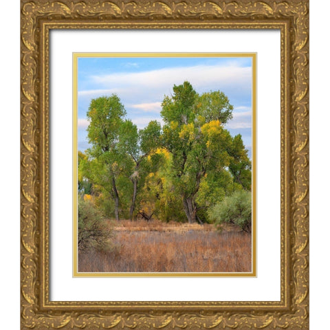 Riverine Forest-Dead Horse Ranch State Park-Arizona Gold Ornate Wood Framed Art Print with Double Matting by Fitzharris, Tim