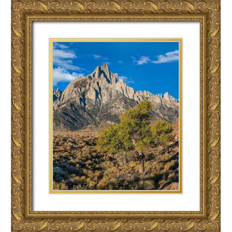 Lone Pine and Cottonwood Tree-Sierra Nevada-CA Gold Ornate Wood Framed Art Print with Double Matting by Fitzharris, Tim