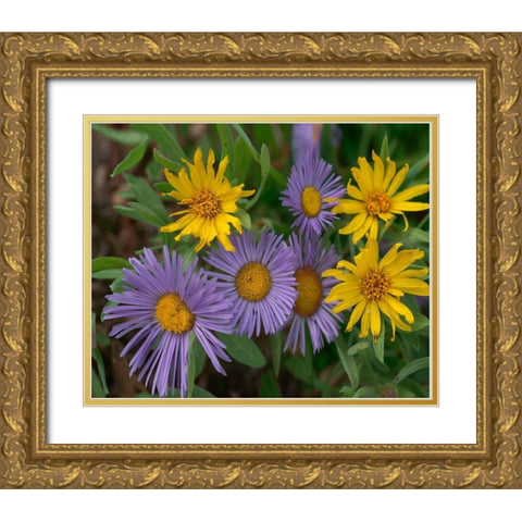 Mountain Daises and Alpine Sunflowers Gold Ornate Wood Framed Art Print with Double Matting by Fitzharris, Tim