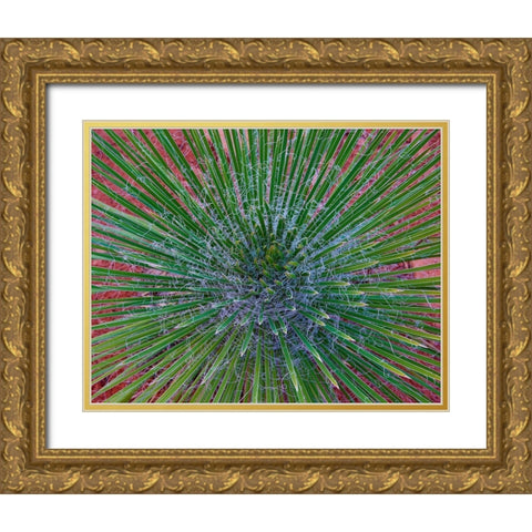 Narrow Leaf Agave  Gold Ornate Wood Framed Art Print with Double Matting by Fitzharris, Tim