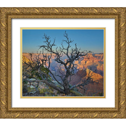 Dead Pine at Desert View Gold Ornate Wood Framed Art Print with Double Matting by Fitzharris, Tim