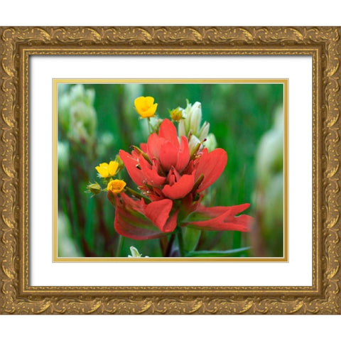 Red Paintbrush Colorado Gold Ornate Wood Framed Art Print with Double Matting by Fitzharris, Tim