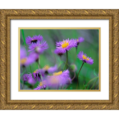 Mountain Daises Gold Ornate Wood Framed Art Print with Double Matting by Fitzharris, Tim